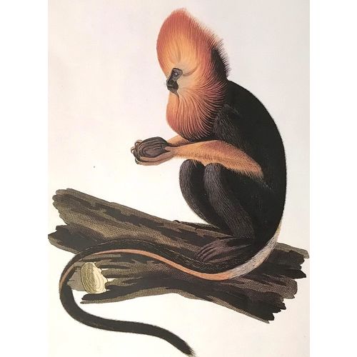 Golden Headed TAMARIN Antique Print Lithograph 1822 Ape vintage Animal Art decor