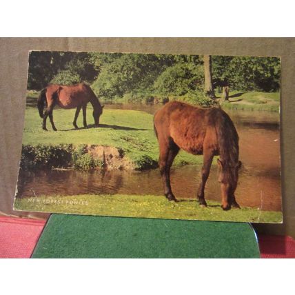 NEW FOREST PONIES, used vintage postcard by Salmon 1976 postmark =