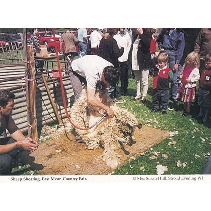 Sheep Shearing East Meon Hampshire Country Fair Fete Postcard
