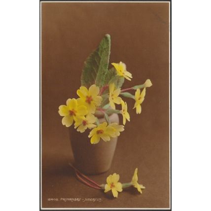 Primroses, 1933 - Judges RP Postcard