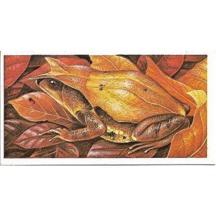 Incredible Creatures 1985 Brooke Bond Tea Card 26 - Spadefoot Toad