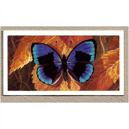 1964 Brooke Bond BUTTERFLIES OF THE WORLD Tea card 35