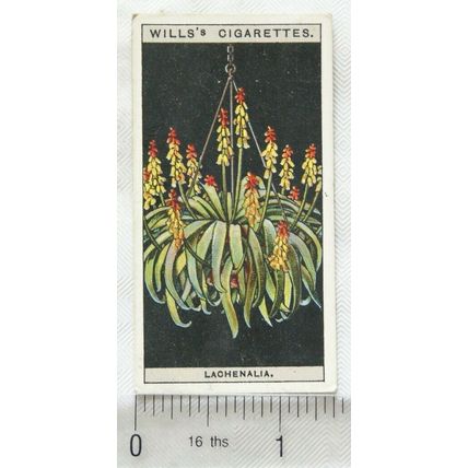 1925 Wills Flower Culture in Pots No. 30 Lachenalia or Cape Cowslip
