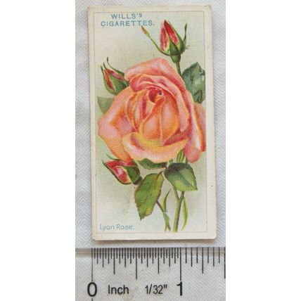 1912 Wills Roses No. 41 Lyon Rose