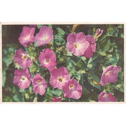 Petunias postcard posted 1956 crease