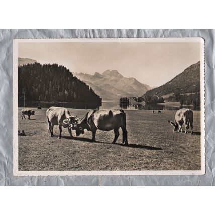 Idyll am See von Campfer Blick gegen Silvaplana und Piz della Margna - Unused