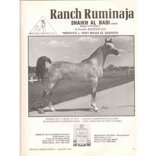 ranch ruminaja 1972 shaikh al badi arabian horse equestrian vintage ad
