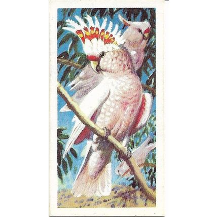 Tropical Birds 1961 Brooke Bond Tea Card 45 - Leadbeater's Cockatoo