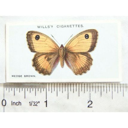 1927 Wills British Butterflies No. 14 Hedge Brown