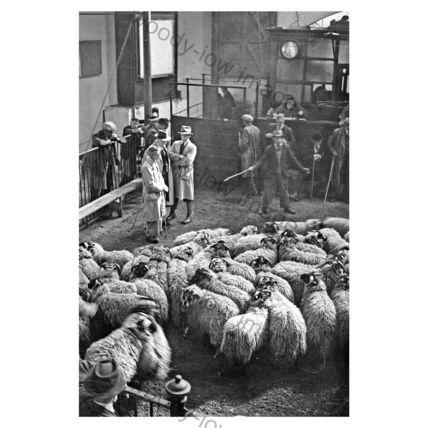 pt6093 - Skipton Sheep Market 11 October 1944 , Yorkshire - print 6x4