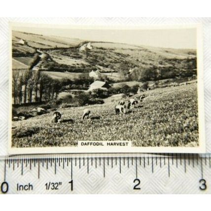 1938 Senior Service Our Countryside 39 St. Buryan Daffodil Harvest