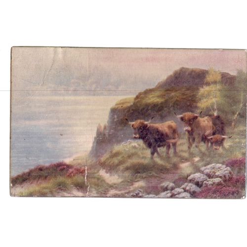 HIGHLAND CATTLE .. . unused antique Panel greetings Card postcard by Faulkner =