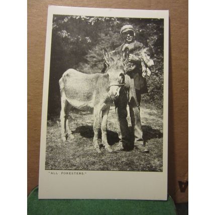 'ALL FORESTERS', THE NEW FOREST HAMPSHIRE unused postcard mule/donkey and foal =