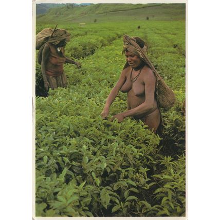 Nude Lady Fruit Picker at Papua New Guinea Postcard