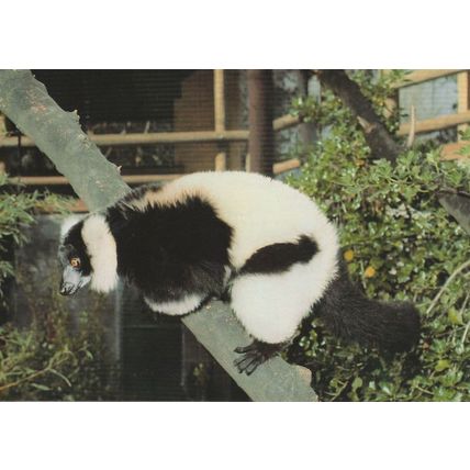 Ruffed Lemur Balancing On Ledge Australian Animal Postcard