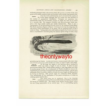 Floridan Eel-Salamander, Animal Book Illustration (Print), c1916