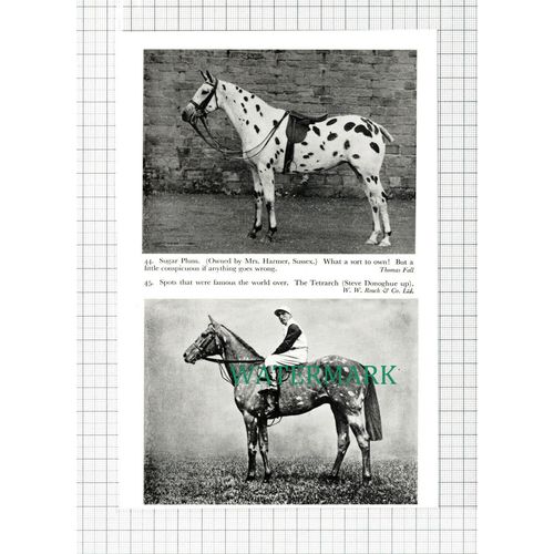 C5441) Mrs Harmer Sussex Spotted Horse Sugar Plum Steve Donoghue - 1959 Cutting