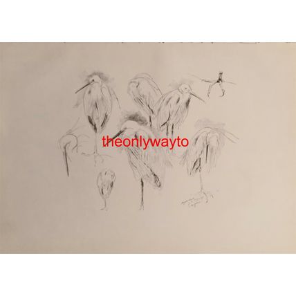 White Egrets, Evert Van Muyden, Book Illustration (Print), 1901