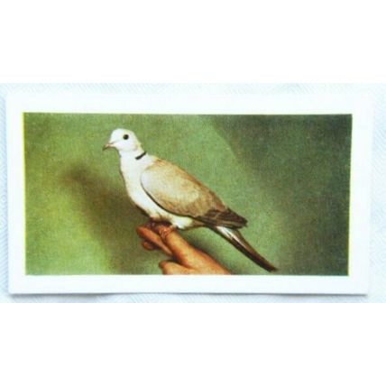 1960 Horniman's Tea card Pets No. 24 Barbary Dove