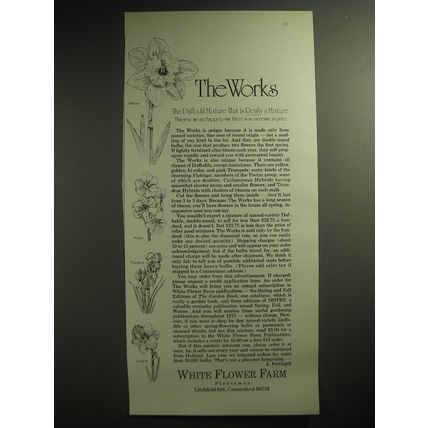 1974 White Flower Farm Daffodil Mixture Ad - The Works