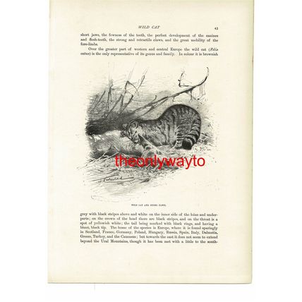 Wild Cat And Fawn, Animal Book Illustration (Print), c1916