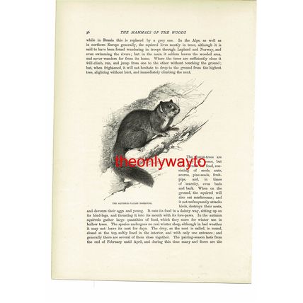 Squirrel Tailed Dormouse, Animal Book Illustration (Print), c1916