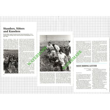 Dorothy Beer Pea-Picking - 1991 Article