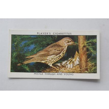 1932 John Player & Sons Wild Birds No. 38 Mistle Thrush & Young
