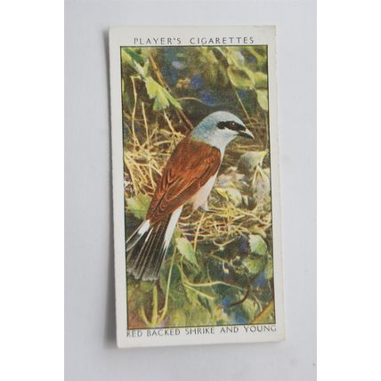 1932 John Player & Sons Wild Birds No. 34 Red-backed Shrike & Young