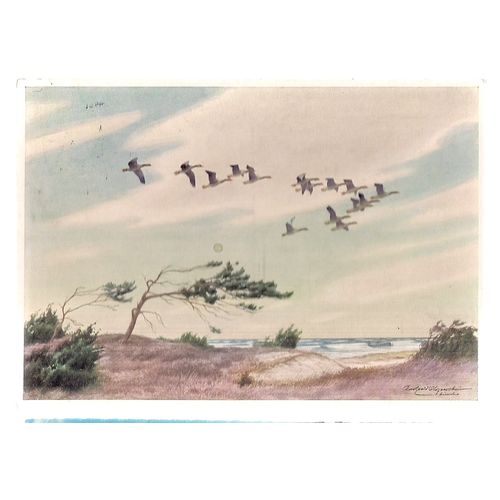 K E OLSZEWSKI geese used postcard. 1971 postmark German #