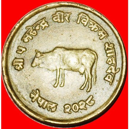 Ⰶ COW FAO: NEPAL ★ 10 PAISA 2028 (1971) ERROR!★LOW START★NO RESERVE