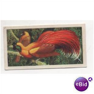 1961 Brooke Bond Tea card TROPICAL BIRDS No.49 Red Bird of Paradise