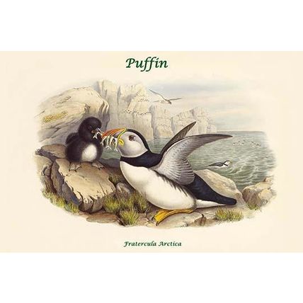 Fratercula Arctica - Puffin 20 x 30 Poster