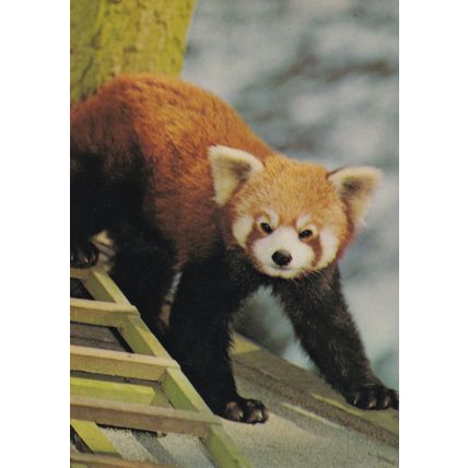 Red Panda at Marwell Winchester Zoo Postcard