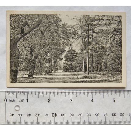 vintage postcard Royal Botanic Gardens, Kew - Oak Avenue