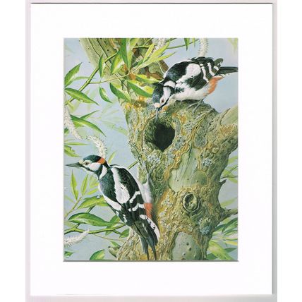 Great Spotted Woodpecker Mounted Bird Picture Print Cream 10 inch x 12 inch