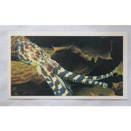 1988 Players Doncella The Living Ocean No. 10 Southern Blue-ringed Octopus