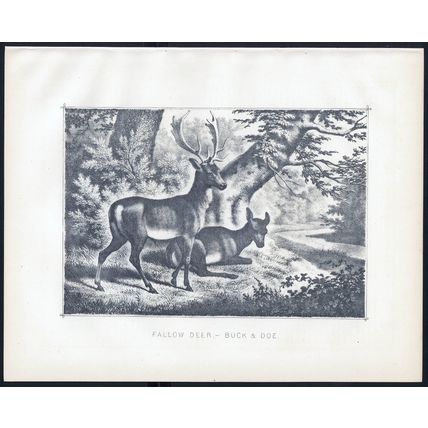 FALLOW DEER - BUCK & DOE 1890 Field Sports VICTORIAN ENGRAVING