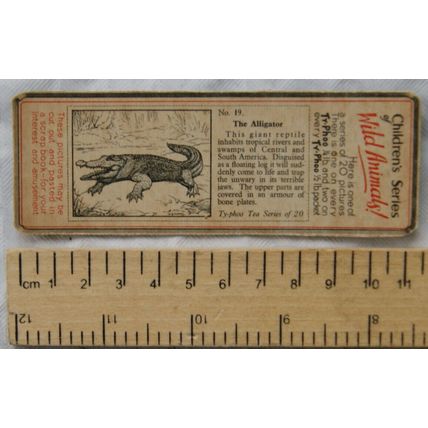 1955 Typhoo Wild Animals card 19 The Alligator