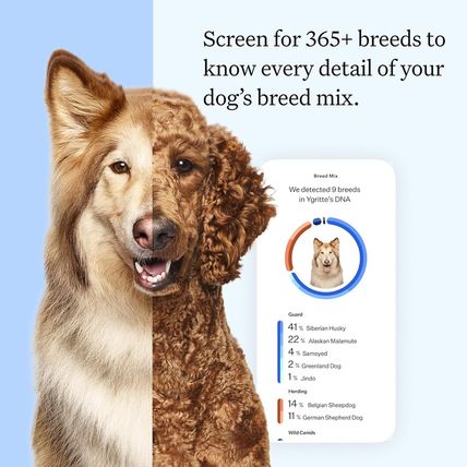 Wisdom Panel Essential Dog DNA Kit: Most Accurate Test for 365+ Breeds, 30 Genet