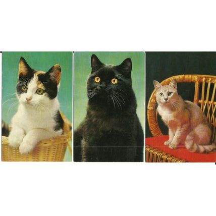 Animals CATS 6 Postcards by J. Salmon
