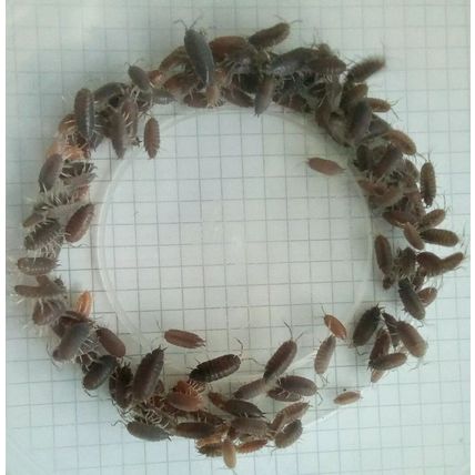 200 Tropical Grey woodlice Isopods live food clean up crew + 10%