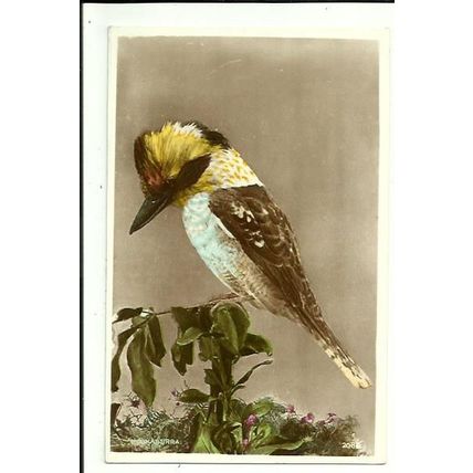 Birds KOOKABURRA Postcard (2086)