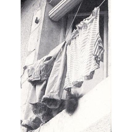 Cat Sitting In Block Of Flats Window Windowledge High Up Ledge Washing Postcard