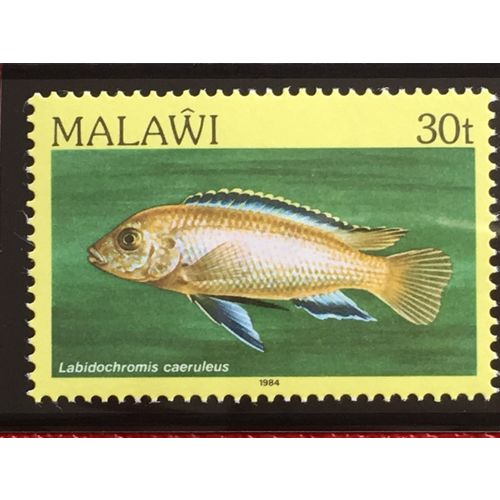 Malawi 1984 30t Sky Blue Mbuna Unmounted Mint NHM SG 696 Sc 435 fish stamp