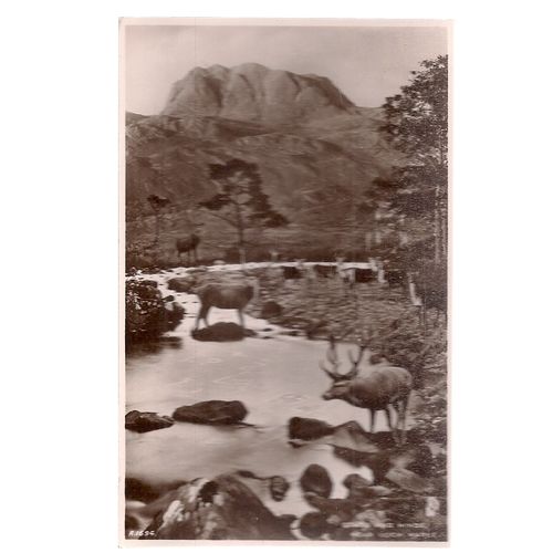 STAGS & HINDS, LOCH MAREE, Wester Ross unused antique postcard RP J B White =