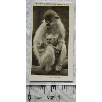 1926 Pattreiouex Real Photos Animals No. CA50 - mother & baby