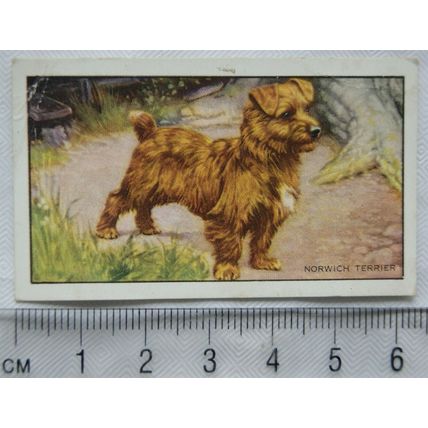 1936 Gallaher Dogs 1st Series No. 17 The Norwich Terrier