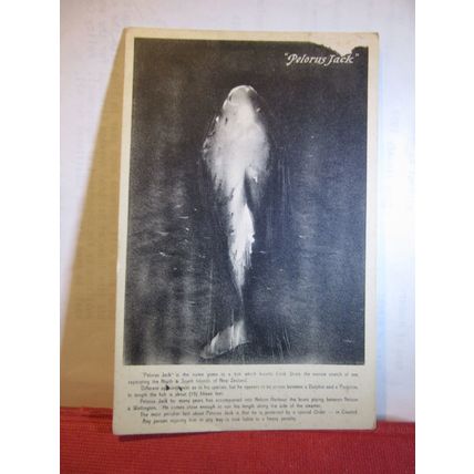 'PELORUS JACK' a 15' Dolphin,Nelson Harbour NEW ZEALAND used antique postcard =
