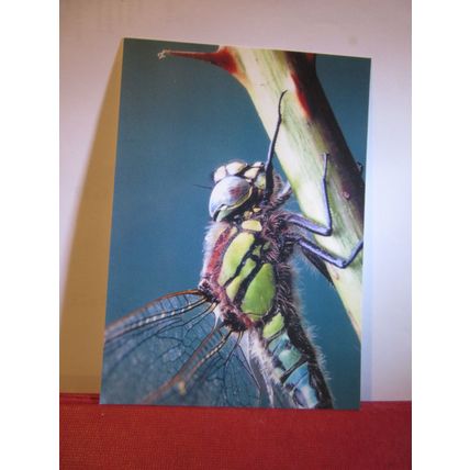 HAIRY DRAGONFLY unused postcard =
